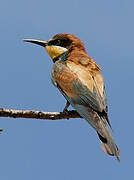 European Bee-eater