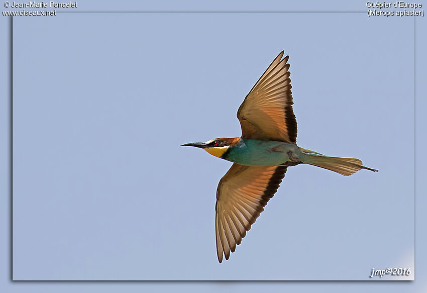 European Bee-eater