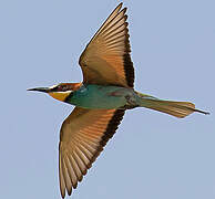 European Bee-eater