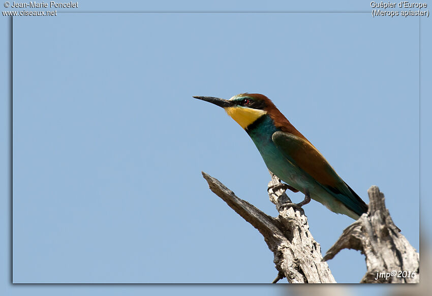 European Bee-eater