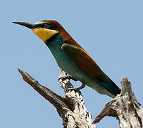 European Bee-eater