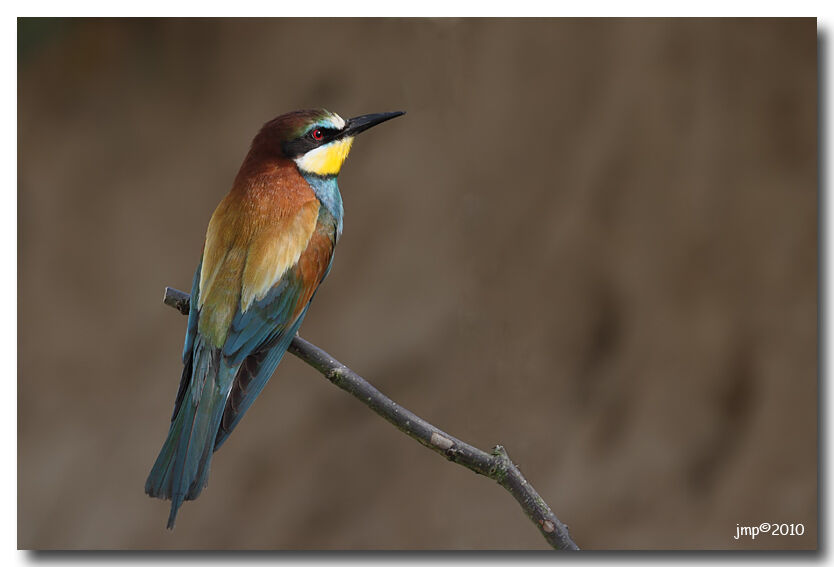 European Bee-eater