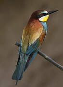 European Bee-eater