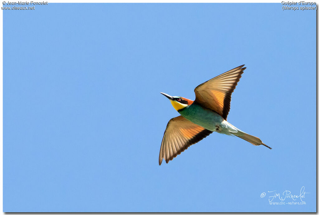 European Bee-eater