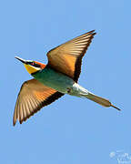 European Bee-eater