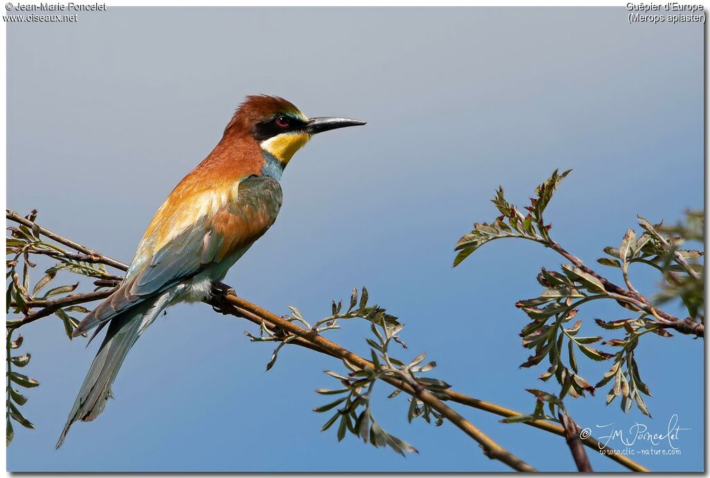 European Bee-eater