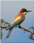 European Bee-eater