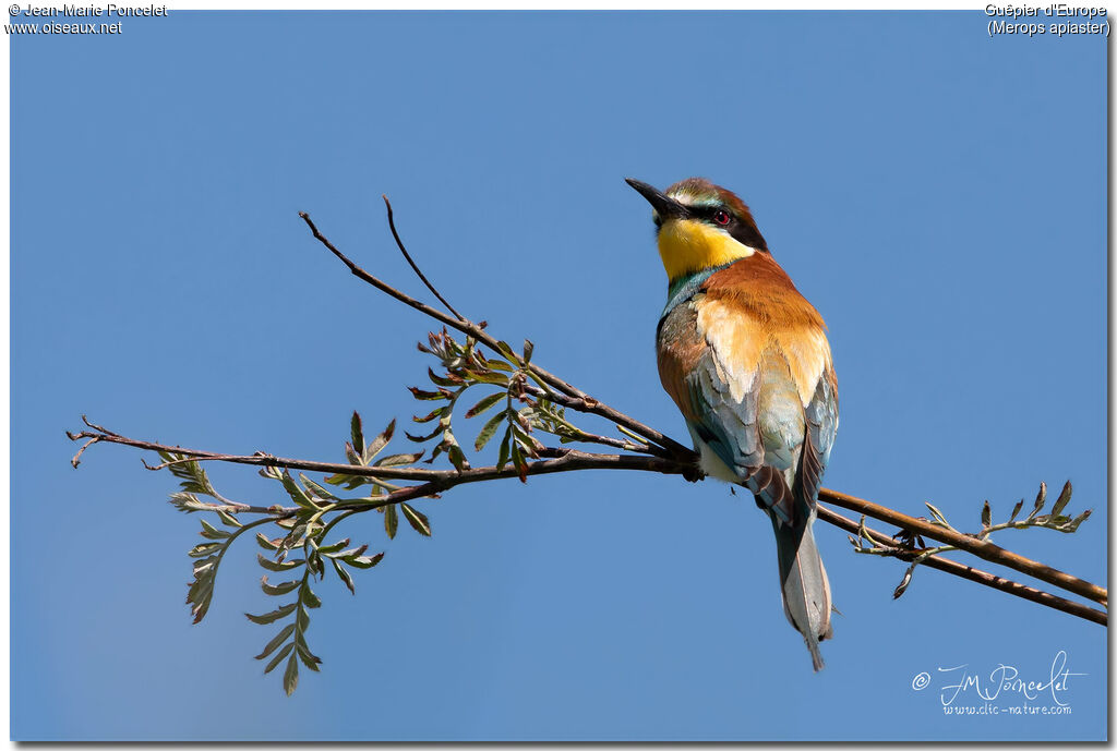 European Bee-eater