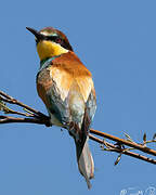 European Bee-eater