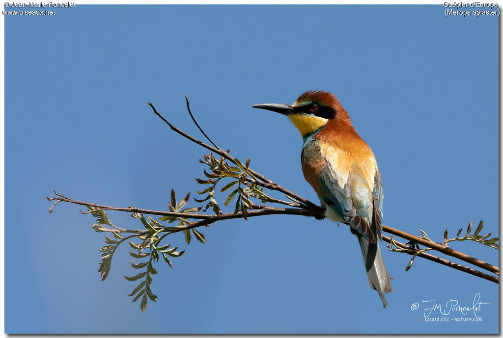 European Bee-eater