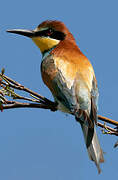 European Bee-eater