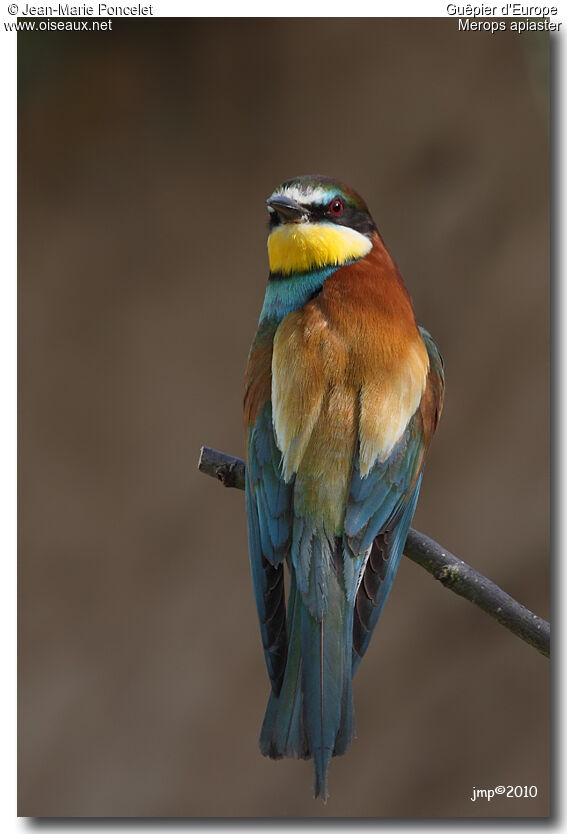 European Bee-eater