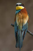 European Bee-eater