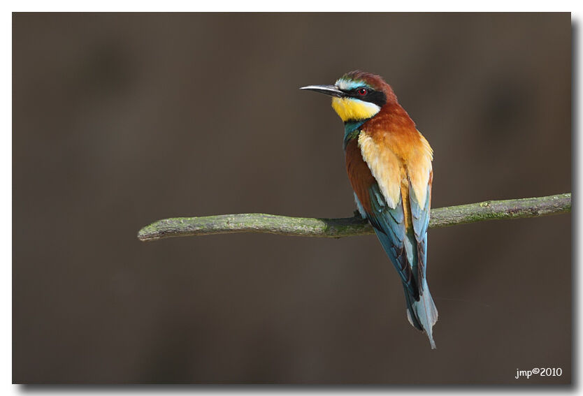 European Bee-eater