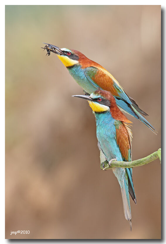 European Bee-eater