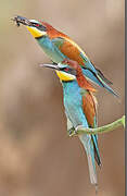 European Bee-eater