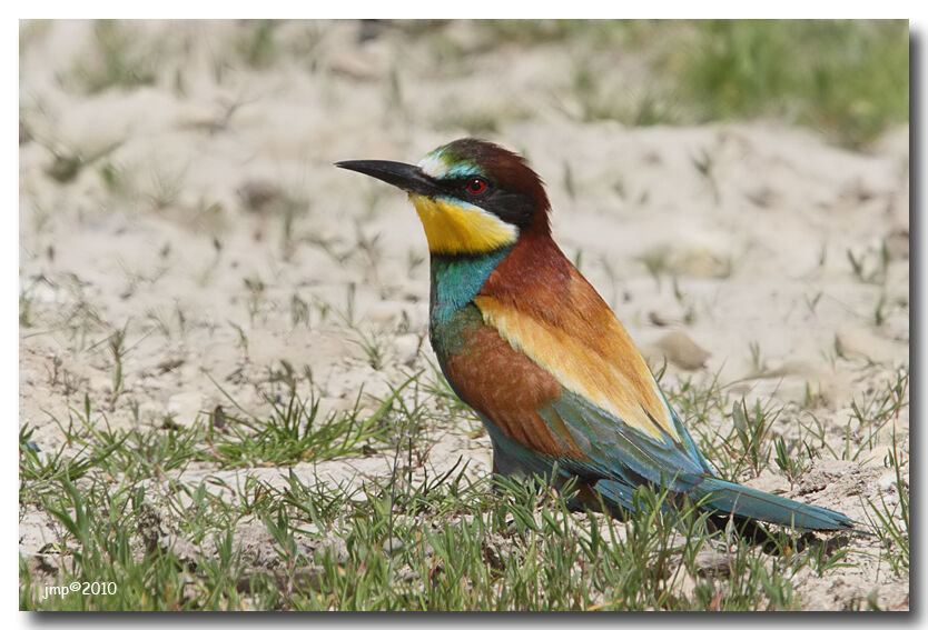 European Bee-eater