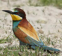 European Bee-eater