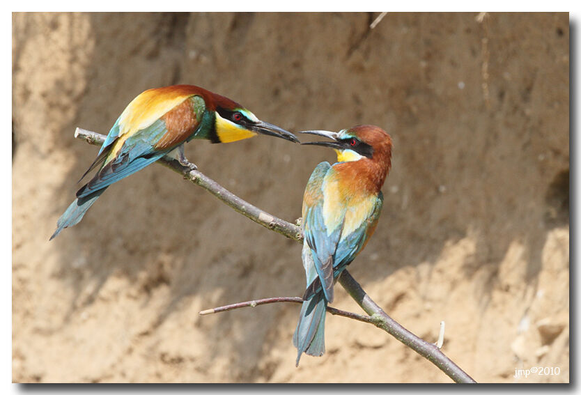 European Bee-eater