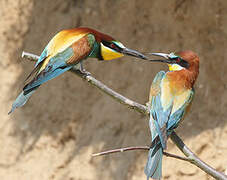 European Bee-eater