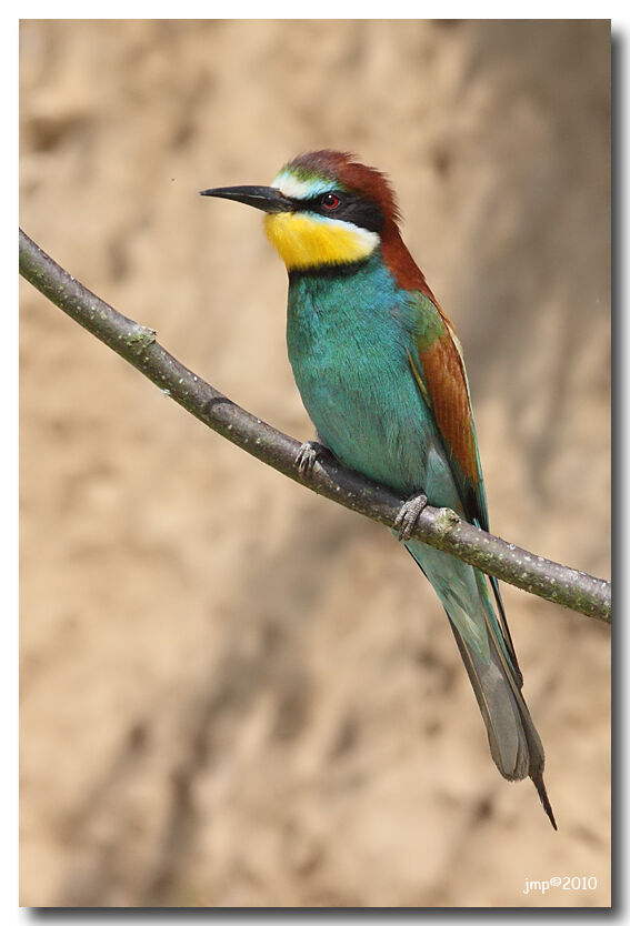 European Bee-eater