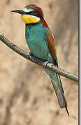 European Bee-eater