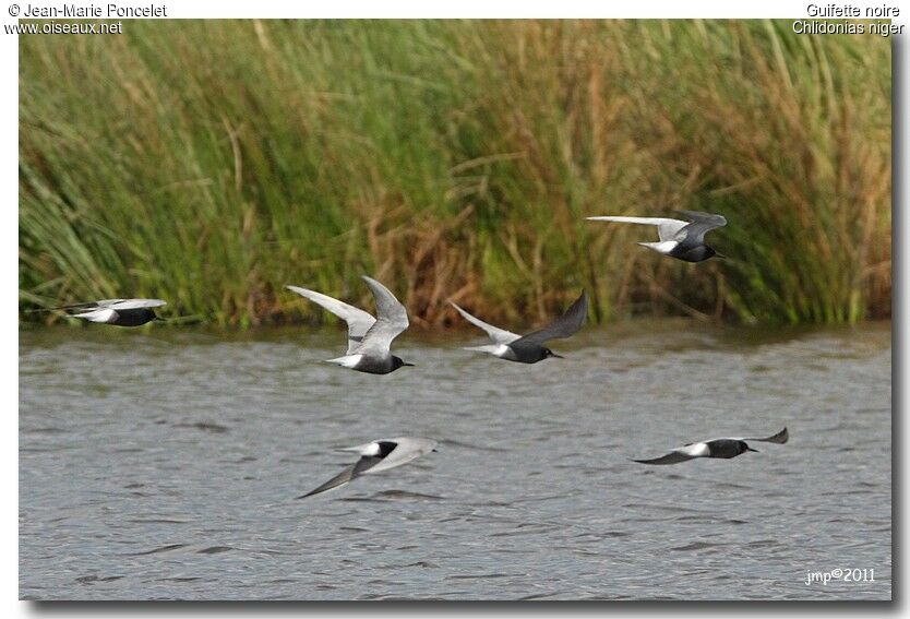 Black Tern