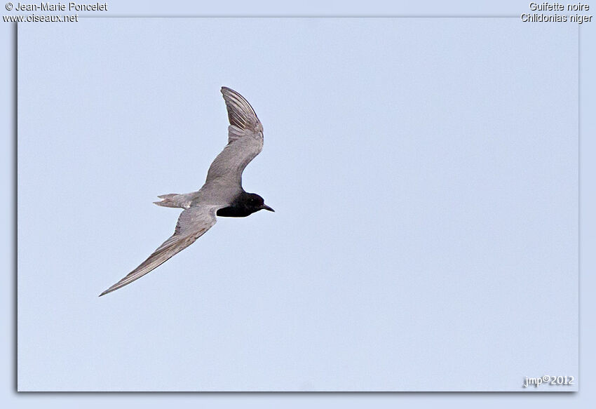 Black Tern