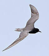 Black Tern