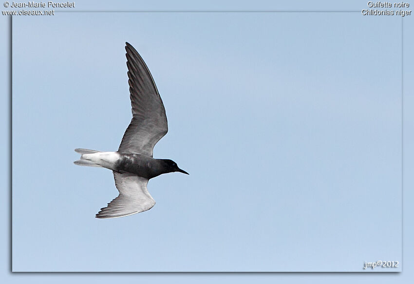 Black Tern