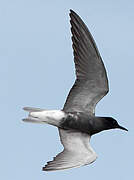 Black Tern