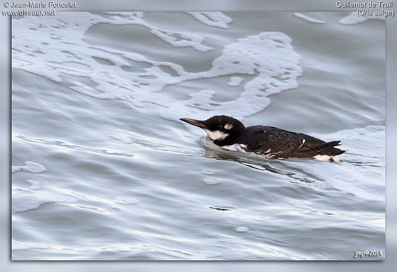 Guillemot de Troïl