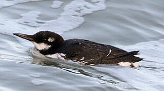 Guillemot de Troïl