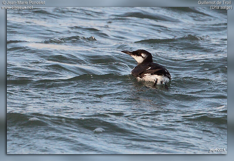 Common Murre