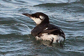 Common Murre