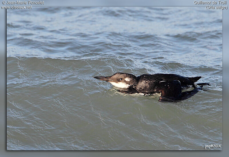 Guillemot de Troïl