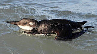 Guillemot de Troïl