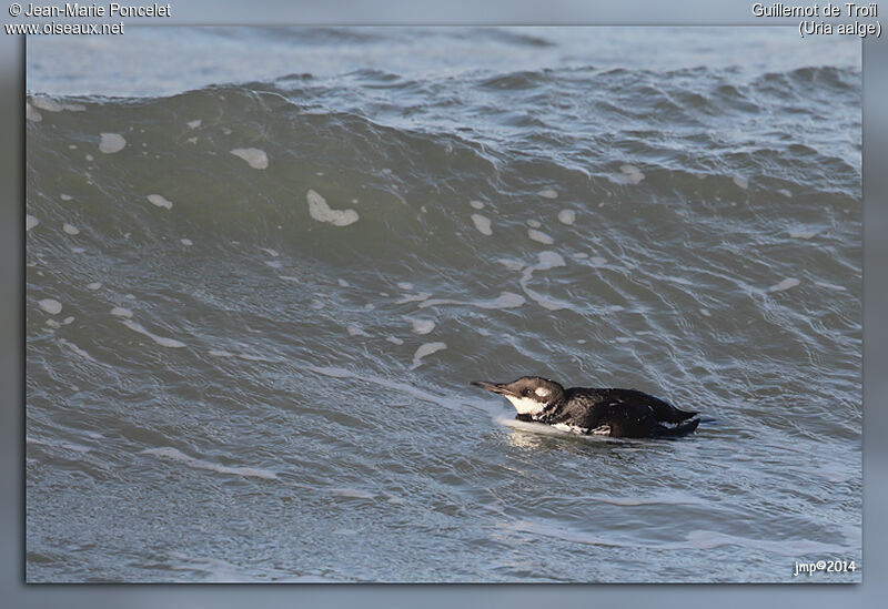 Guillemot de Troïl