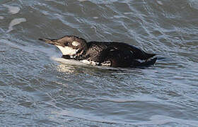 Common Murre