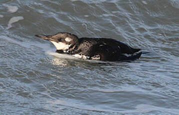 Guillemot de Troïl