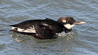 Guillemot de Troïl