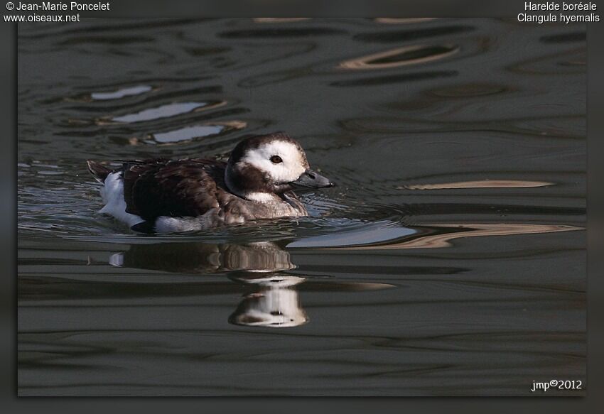 Long-tailed Duck female