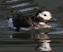 Long-tailed Duck