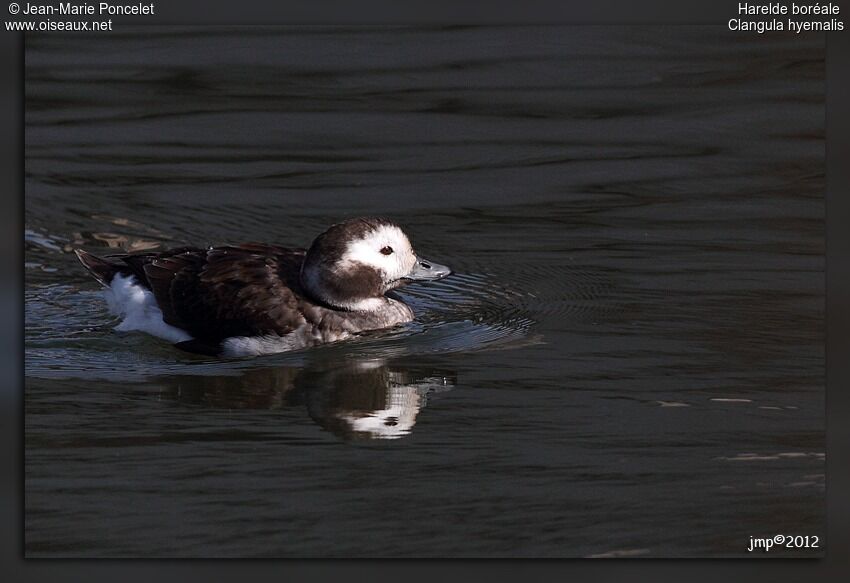 Long-tailed Duck female