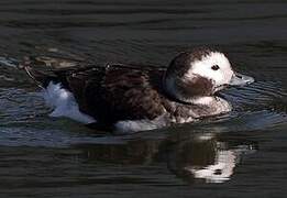 Long-tailed Duck