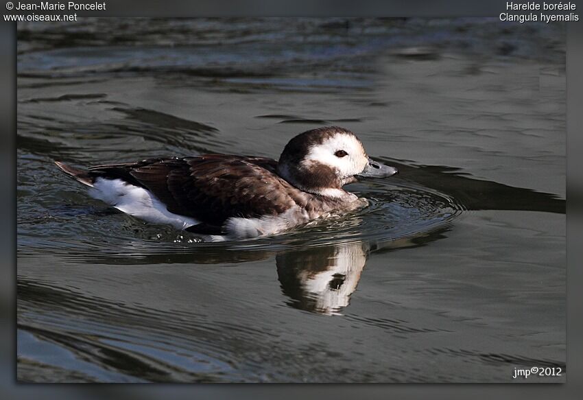 Long-tailed Duck female