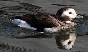 Long-tailed Duck