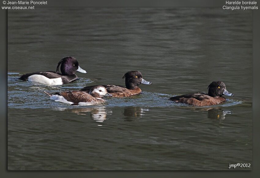 Long-tailed Duck female