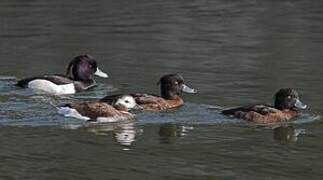 Long-tailed Duck