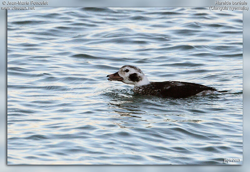 Long-tailed Duck